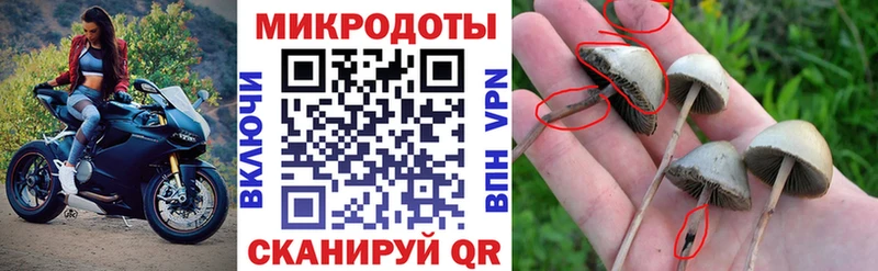 закладки  Боготол  Псилоцибиновые грибы Psilocybe 